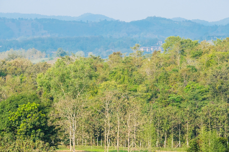 Spring nature background, Foliage forest countryside landscape, greenery tree and blue sky, backgroundの写真素材