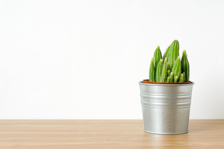 Cactus on wooden table and white background with copy space, succulent desert houseplant trendy design conceptの写真素材