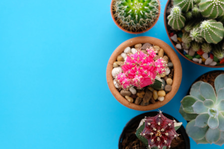 Cactus and succulent plants on blue paper background with copy space, top view, flat lay, succulent houseplant trendy design conceptの写真素材