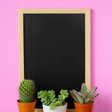 Cactus, succulent plants and blank vintage chalkboard on pink background, desert houseplant trendy design background conceptの写真素材