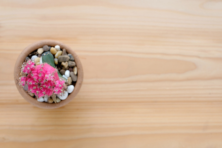Cactus on wood background with copy space, top view, flat lay, succulent houseplant trendy design conceptの写真素材
