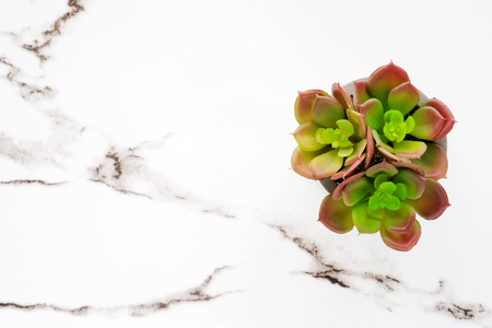 Succulent plant on white marble background with copy spaceの写真素材