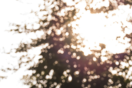 background of bokeh. tree and sun lightの写真素材