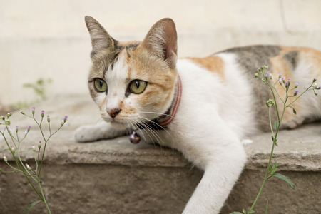 A tiger (tabby) cat relaxing on the floor.の写真素材