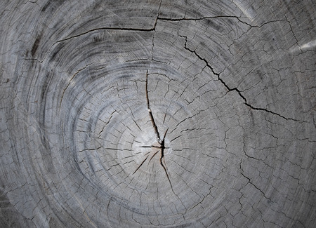 close up wood cut textureの写真素材