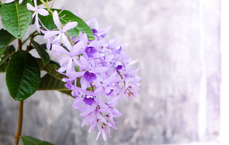 Petrea Flowers on the bright texture background. (Queen's Wreath, Sandpaper Vine, Purple Wreath) Scientific name: Petrea volubilis, Petrea kohautiana.の写真素材