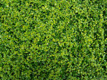a natural texture of leaves and grass, evoking a fresh, vibrant garden in spring or summer