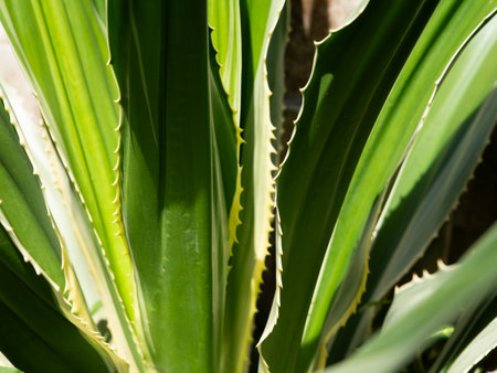 A close-up view of fresh aloe vera leaves with dew drops, showcasing their vibrant green color and...