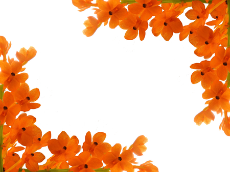 Flower frame made from orchid on white backgroundの写真素材