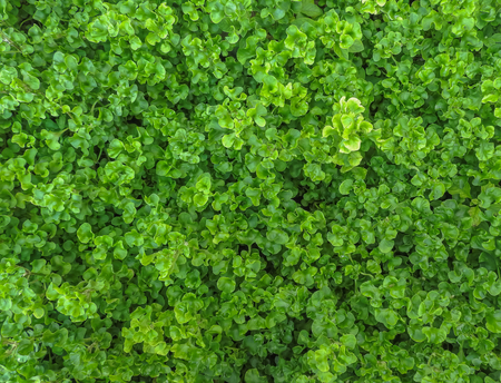 Little green leaf for backgroundの写真素材