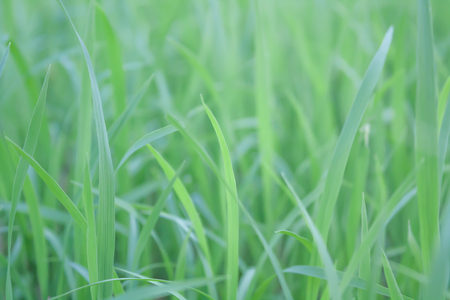 green rice for abstract backgroundの写真素材