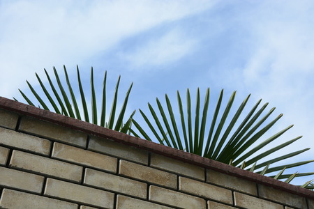 Paradise behind the wall