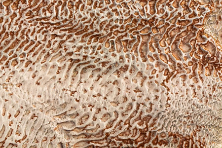 The surface of the limestone in the form of intricate patterns. The texture is made by flowing water for many years in Turkish Pamukalle. An interesting natural phenomenon.の写真素材