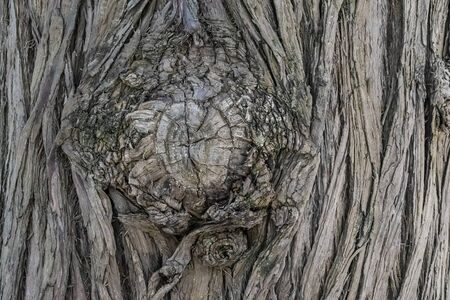 Natural surface texture of tree bark. Background pattern. Horizontal orientation.の写真素材