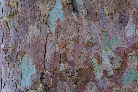 Natural surface texture of tree bark. Background pattern. Horizontal orientation.