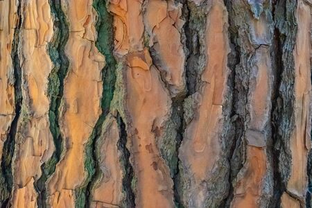 Natural surface texture of tree bark. Background pattern. Horizontal orientation.の写真素材