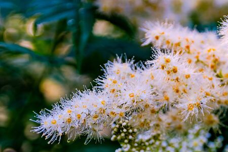 Cone-shaped inflorescence of alpine aster. Small white flowers with long stamens. Fluffy and tender inflorescence. Blur the background and parts of flowers in the foreground. Free space for inscriptions. Use as background image.の写真素材