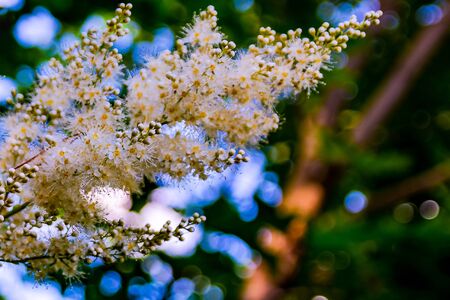 Cone-shaped inflorescence of alpine aster. Small white flowers with long stamens. Fluffy and tender inflorescence. Blur the background and parts of flowers in the foreground. Free space for inscriptions. Use as background image.の写真素材