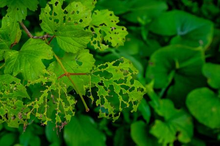 Leaves of plants damaged by insect pests and adverse environmental conditions. The concept of environmental degradation and the loss of nature.の写真素材