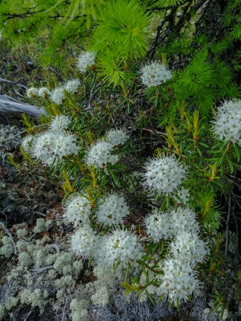 Small white inflorescences of the wild rosemary shrub from the heather family, the genus...