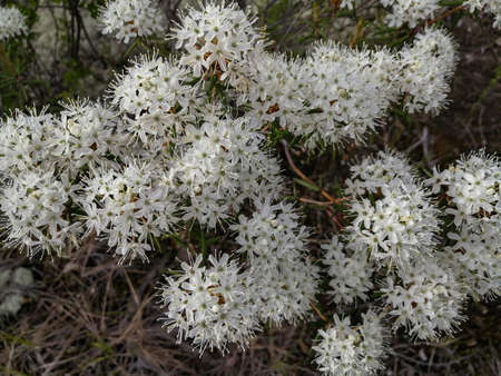 Small white inflorescences of the wild rosemary shrub from the heather family, the genus...