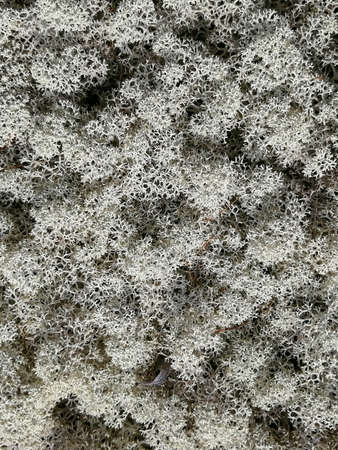 Soil, mosses, plants and dry twigs on the surface of the characteristic northern tundra landscape. Background image, landscape texture. The pristine nature of the Arctic.の写真素材