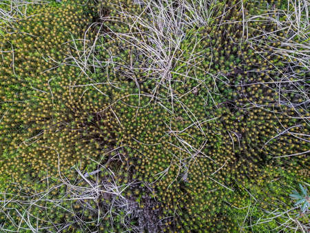Soil, mosses, plants and dry twigs on the surface of the characteristic northern tundra landscape....