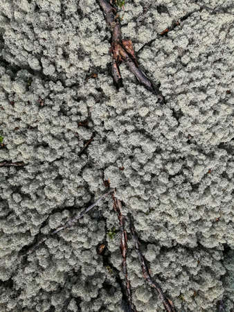 Soil, mosses, plants and dry twigs on the surface of the characteristic northern tundra landscape. Background image, landscape texture. The pristine nature of the Arctic.の写真素材