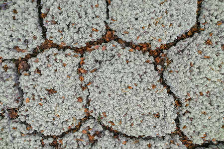 Soil, mosses, plants and dry twigs on the surface of the characteristic northern tundra landscape. Background image, landscape texture. The pristine nature of the Arctic.の写真素材
