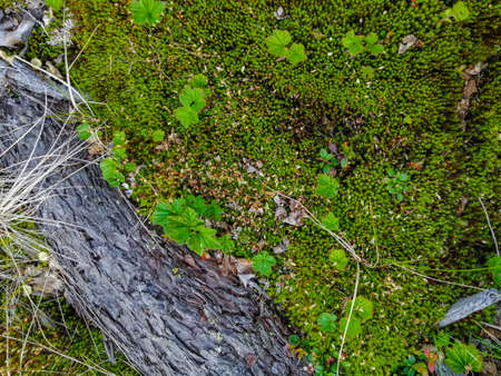 Soil, mosses, plants and dry twigs on the surface of the characteristic northern tundra landscape. Background image, landscape texture. The pristine nature of the Arctic.の写真素材