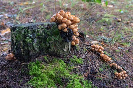 Forest poisonous mushroom. Toadstools pale with gray caps