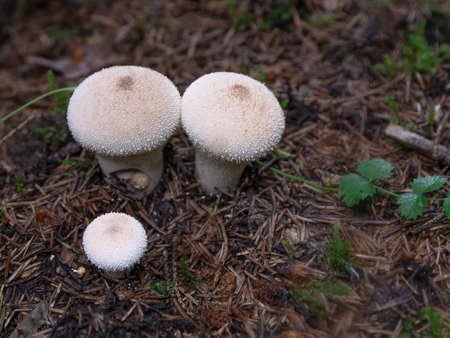 Forest edible mushrooms. russula with brown caps. Around green thickets of plantsの写真素材