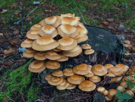 Forest poisonous mushrooms. False mushrooms are small with brown shiny caps, growing in bunches on an old tree stumpの写真素材