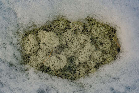 Oslands of the North Moss - Yagel among the first snow at the beginning of the polar winter. Natural...