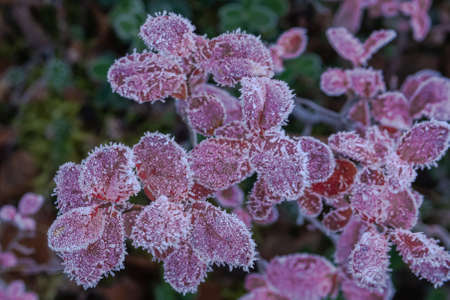 The leaves of the northern tundra plants are covered in the beginning of winter. Multicolored flora...