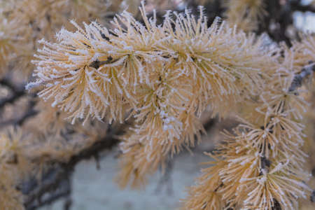 Winter landscape of an oil and gas field with a drilling rig and special equipment in the polar forest tundra. Ground is covered with snowの写真素材