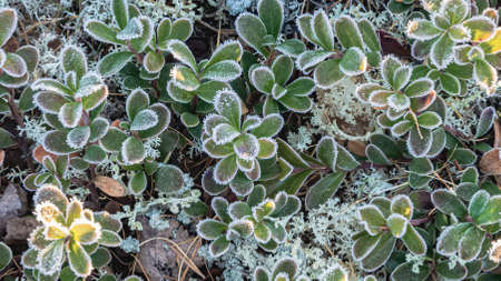 The leaves of the northern tundra plants are covered in the beginning of winter. Multicolored flora of the polar regions of the earth. Picturesque natural beauty of autumn tundraの写真素材