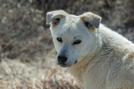 In spring, the tundra is freed from snow cover and ice. Climate changes in the Arctic zone. Melting of snow and ice, streams and rivers. Vegetation of the Northern Tundraの写真素材