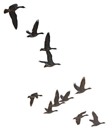 Isolated images of flying wild geese in various poses on a white background. Bird Flock Constructorの写真素材