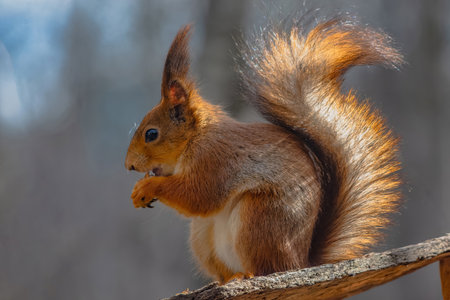 Adorable Eurasian red squirrel with bright eyes and fluffy tail enjoying treats from wooden feeder...
