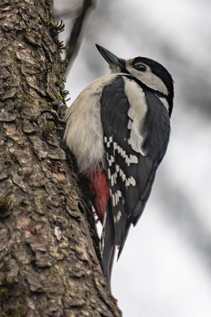 A small Spotted Woodpecker perched on a tree trunk, searching for insect larvae beneath the bark.の写真素材