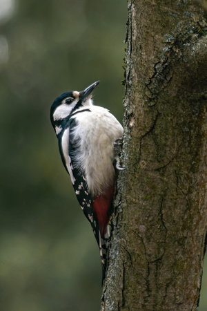 A small Spotted Woodpecker perched on a tree trunk, searching for insect larvae beneath the bark.の写真素材