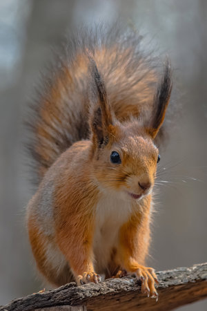 Adorable Eurasian red squirrel with bright eyes and fluffy tail enjoying treats from wooden feeder in natural forest settingの写真素材