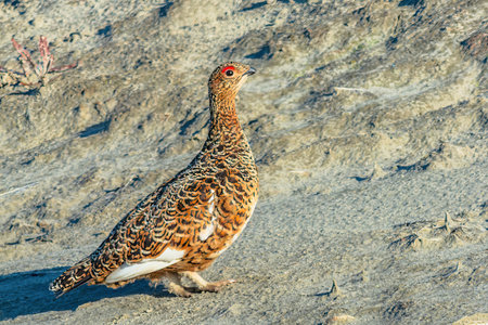 Female polar partridge in summer plumage. The female has a distinctive red eyebrow above her eye....