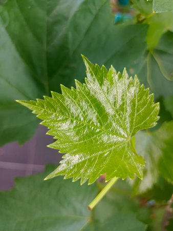 Young leaf of a grape plantの写真素材