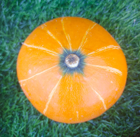 Ripe orange pumpkin on green synthetic grassの写真素材