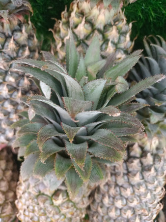 Fresh green pineapple leaves in the minimarketの写真素材