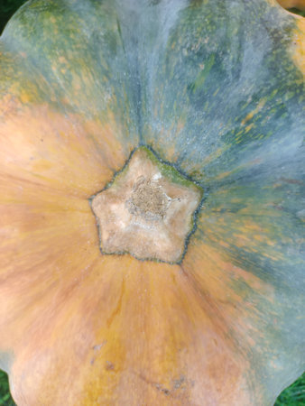 Pumpkin texture with yellow and green skin without a stem from the topの写真素材