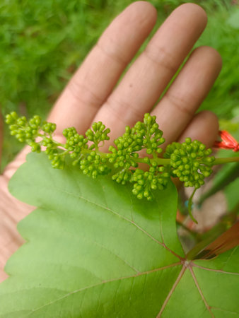 Blooming young table grapes in vineyard in the summer time. A bunch of grape flowers before bloomingの写真素材