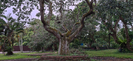 A large old tree with many branches at Tanjungpura University, Pontianakの写真素材